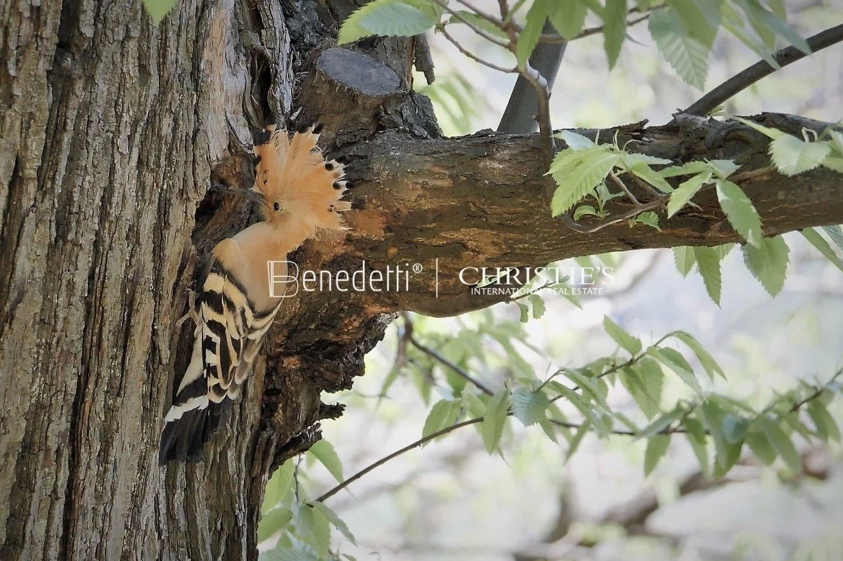 39025 Naturns, Autonomous Province of Bolzano – South Tyrol, Italy, Naturns, Trentino-South Tyrol, Italy. - Photo 17