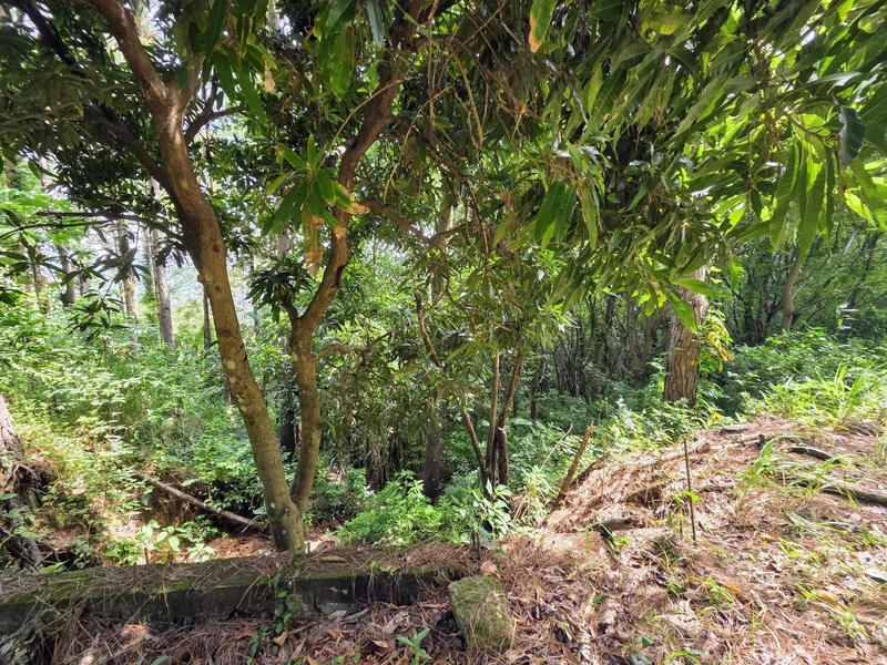 Sorá, Coclé Province, Panama. - Photo 7