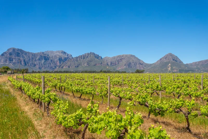 Paarl, Western Cape, South Africa. - Photo 33