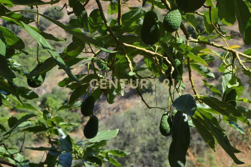 Diseminado Pago Manzano Bajo, Torrox, Spain, Torrox, Andalusia, Spain. - Photo 23