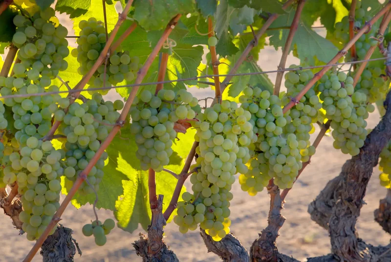 5444 Trubody Lane , Napa, CA 94558, Napa, California, United States. - Photo 72