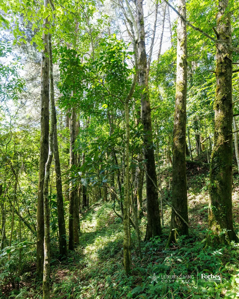 Tarbaca, San José, Aserrí, Costa Rica, San José Province, Costa Rica. - Photo 13