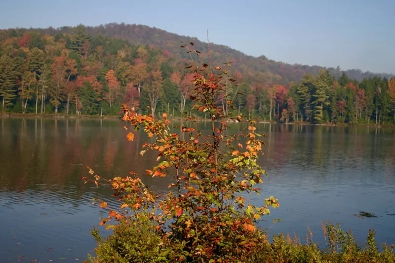 1247 Cole Pond Road, Jamaica, VT 05343, Jamaica, Vermont, United States. - Photo 37