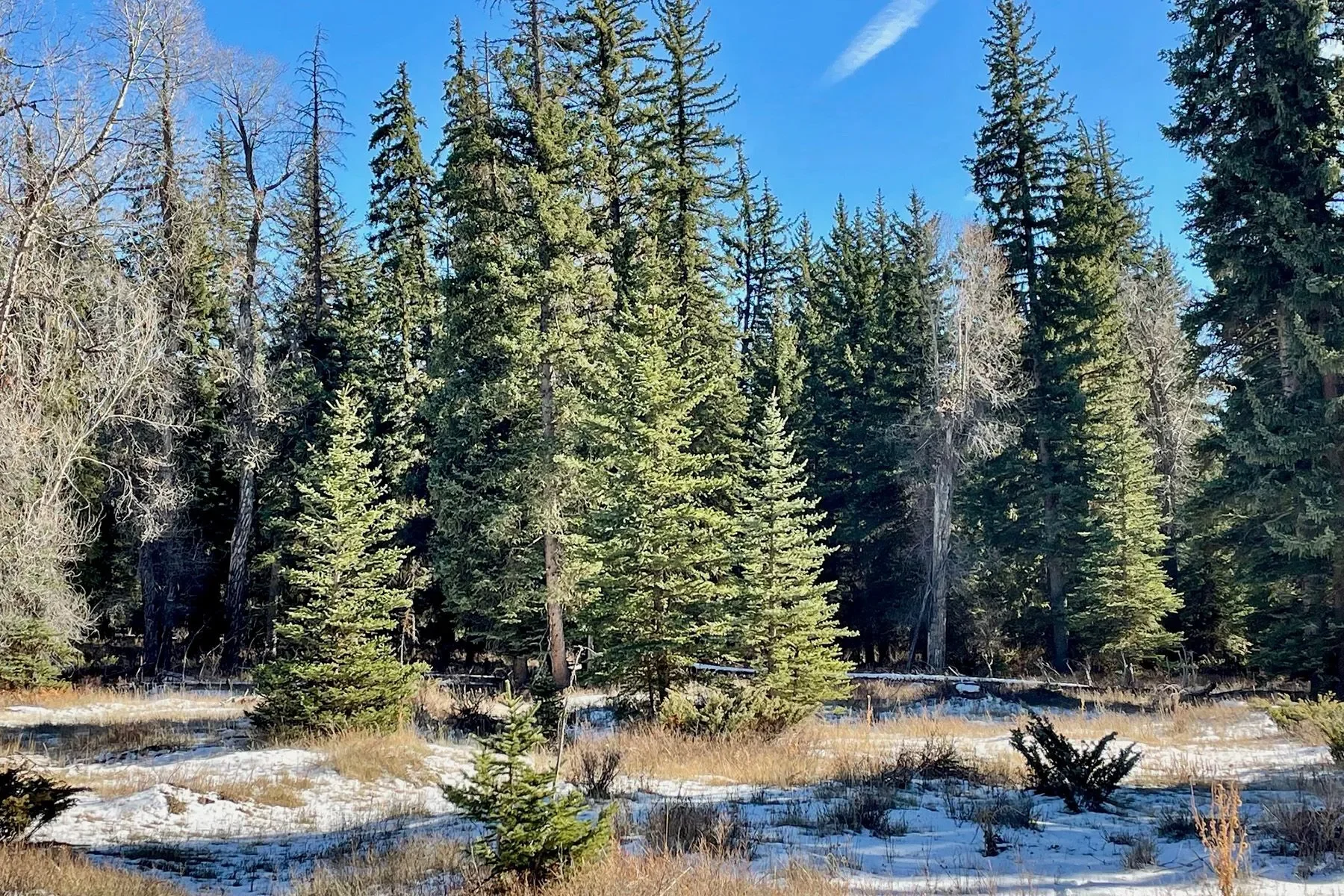 250 E Phelps Canyon Road , Jackson, WY 83001, Jackson, Wyoming, United States. - Photo 8