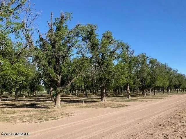 12965 SW Delphine Road, Deming, NM 88030, Deming, New Mexico, United States. - Photo 17