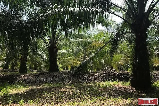 Phang Nga,, Thai Mueang, Phang-nga, Thailand. - Photo 2