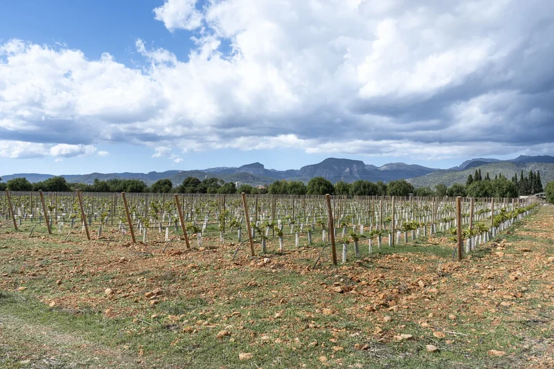 Camí de sa Font Ufana, Binissalem, Balearic Islands, Spain. - Photo 20