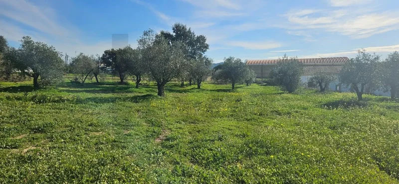 Melides, Grândola, Setúbal, Grândola, Melides, Setubal, Portugal. - Photo 5
