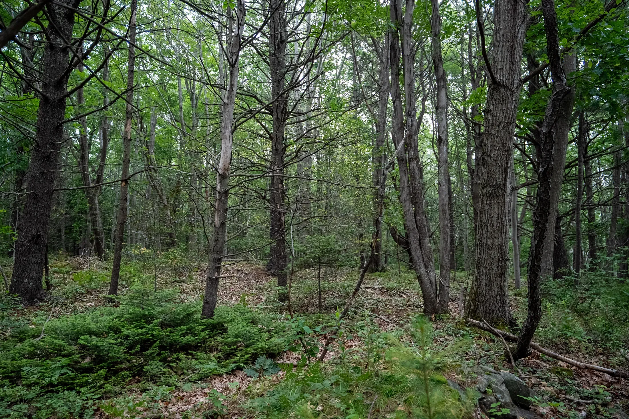 Wildes District Road, Kennebunkport, ME 04046, Kennebunkport, Maine, United States. - Photo 10