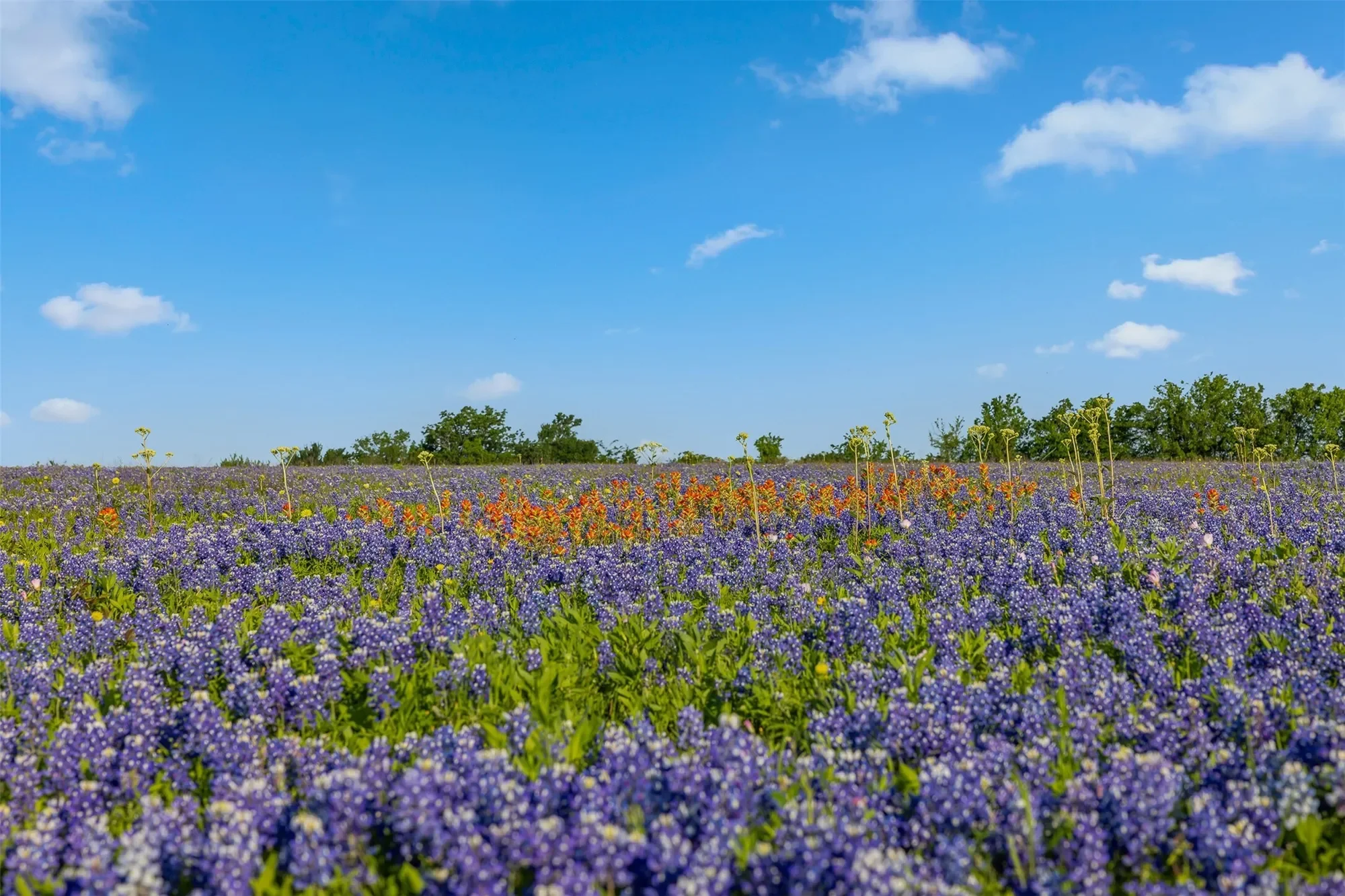 5107 Bovista Ranch Road, Navasota, TX 77868, Navasota, Texas, United States. - Photo 21