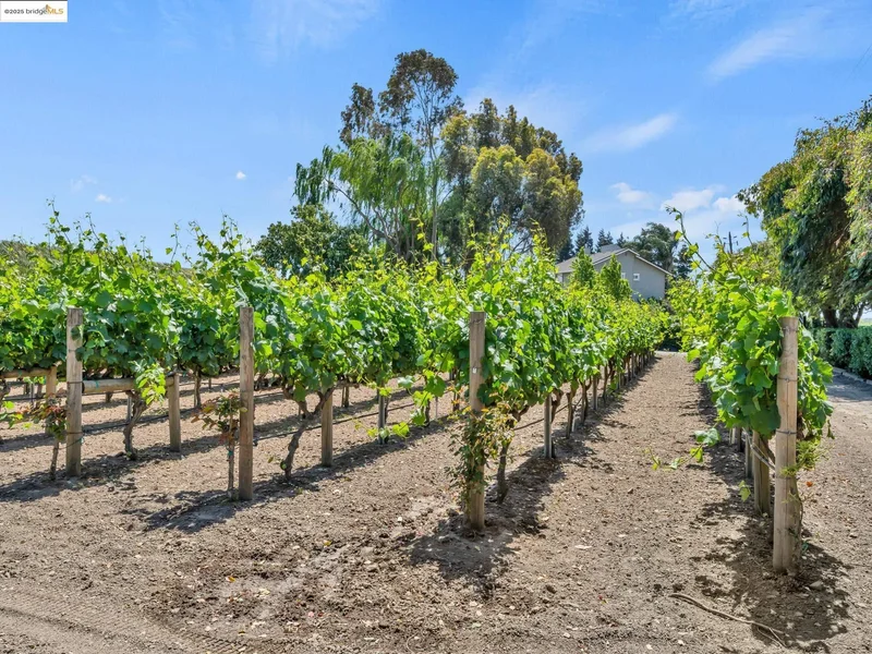 17035 TERMINOUS RD, Isleton, California, United States. - Photo 13
