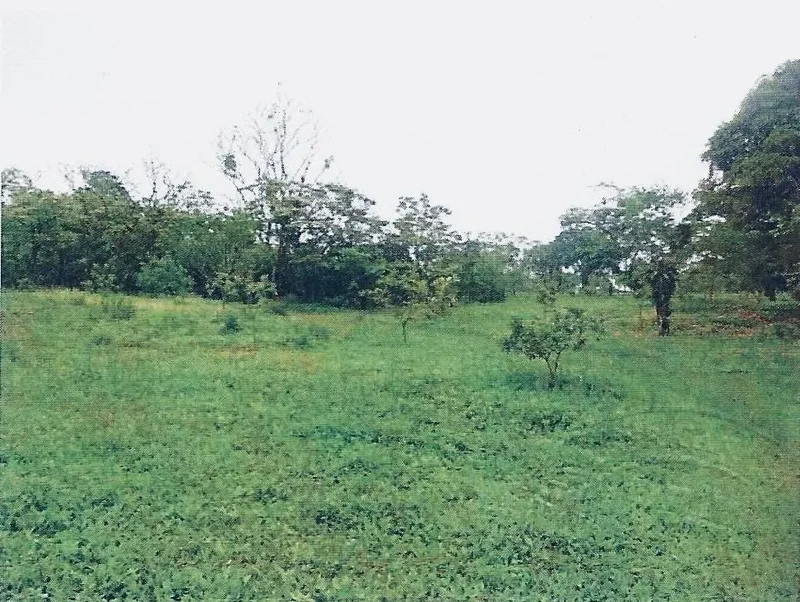 Mata Ahogado, Provincia de Panamá Oeste, Panama. - Photo 8