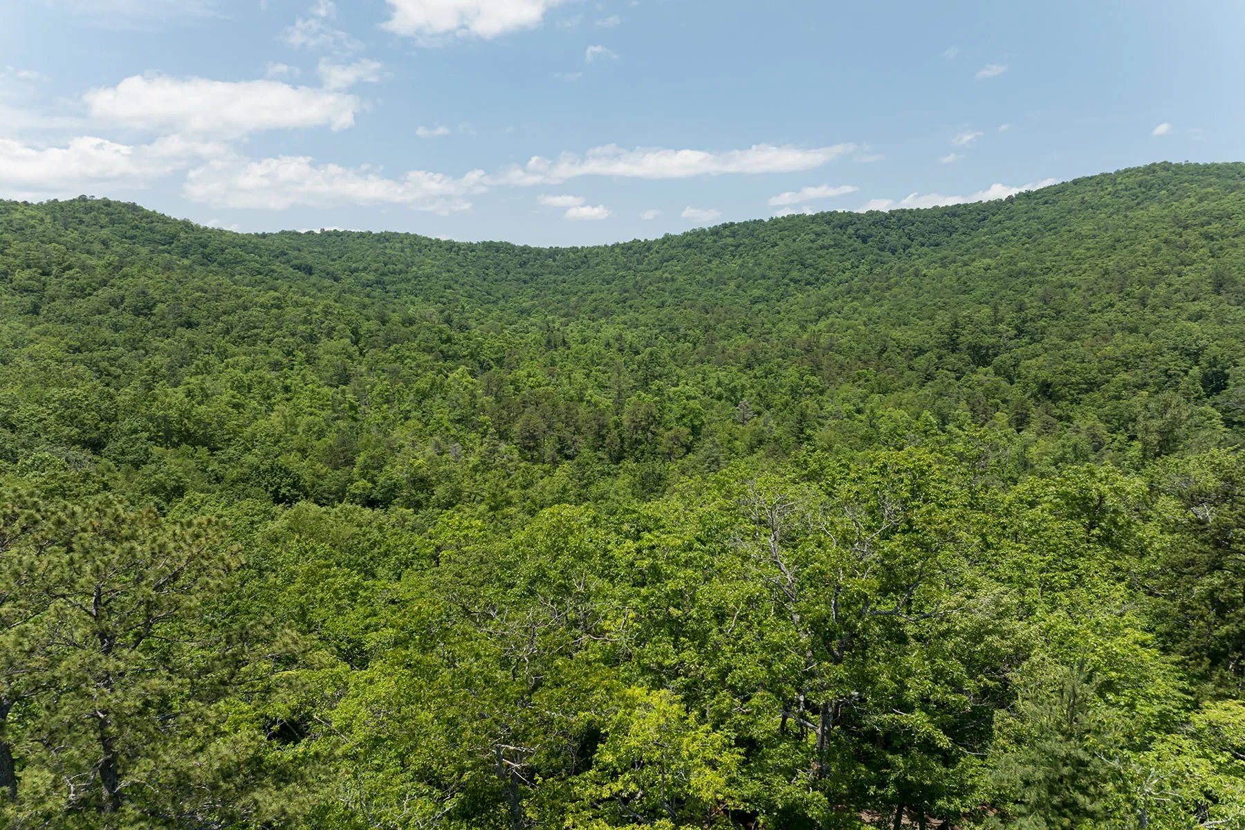 1000 Sutton Creek Road, Pisgah Forest, NC 28768, Mills River, North Carolina, United States. - Photo 22