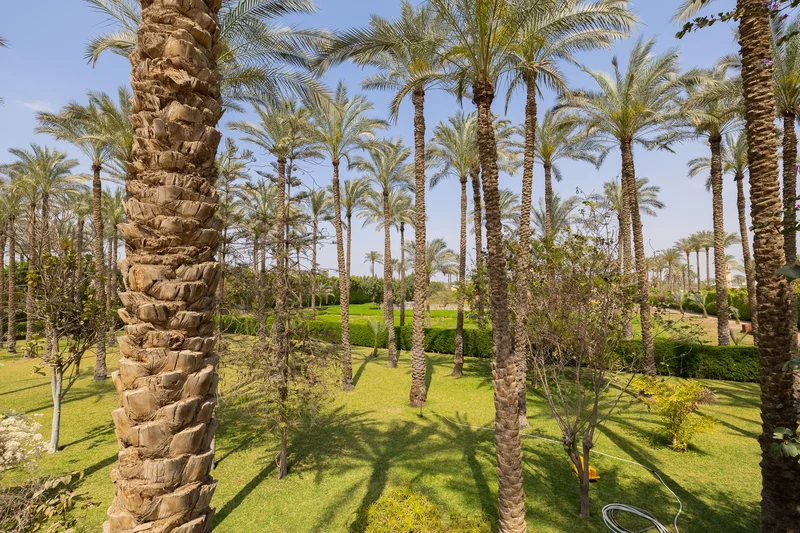 Mansoureya Road, Mansoureya, GZ, Giza Governorate, Egypt. - Photo 8