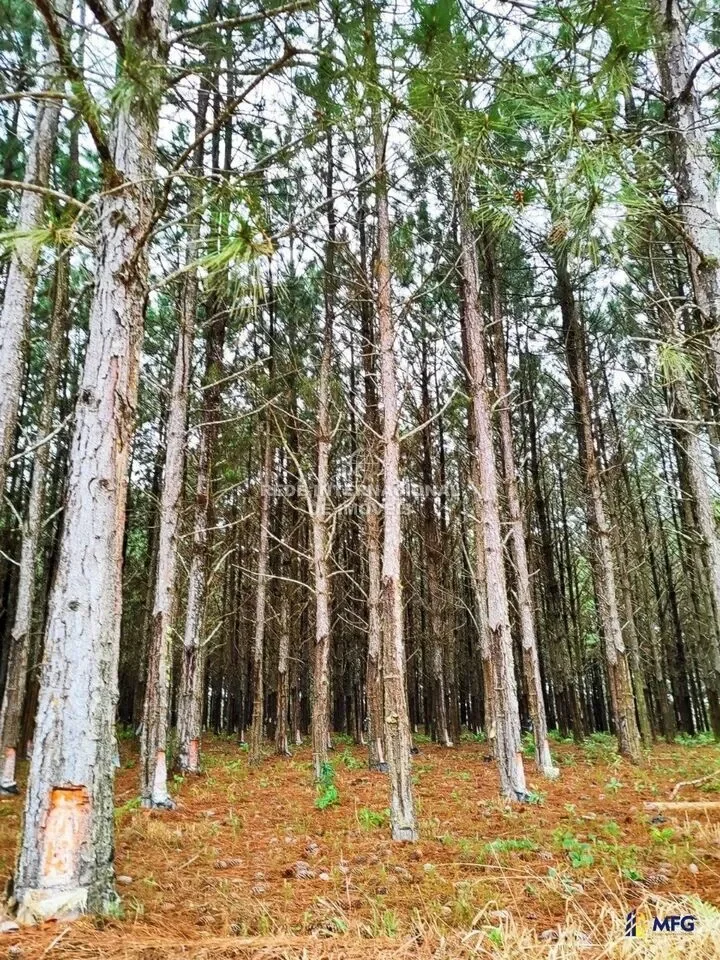 Ronco, State of Paraná, Brazil. - Photo 18