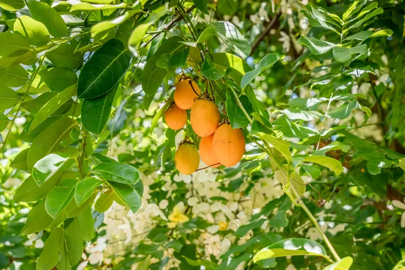 1865 Kalia Way, Haiku, HI 96708, Haiku-Pauwela, Hawaii, United States. - Photo 46