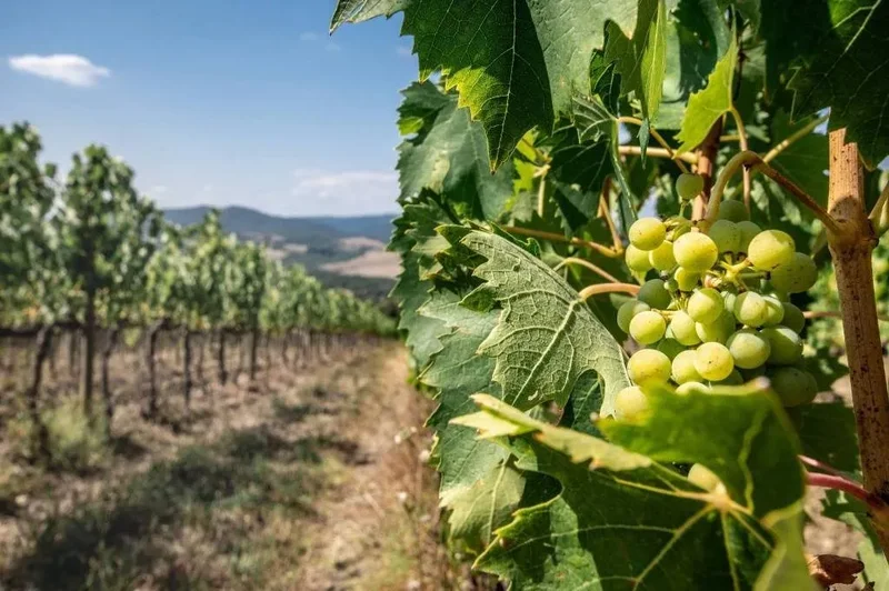 Radda in Chianti, Tuscany, Italy. - Photo 8