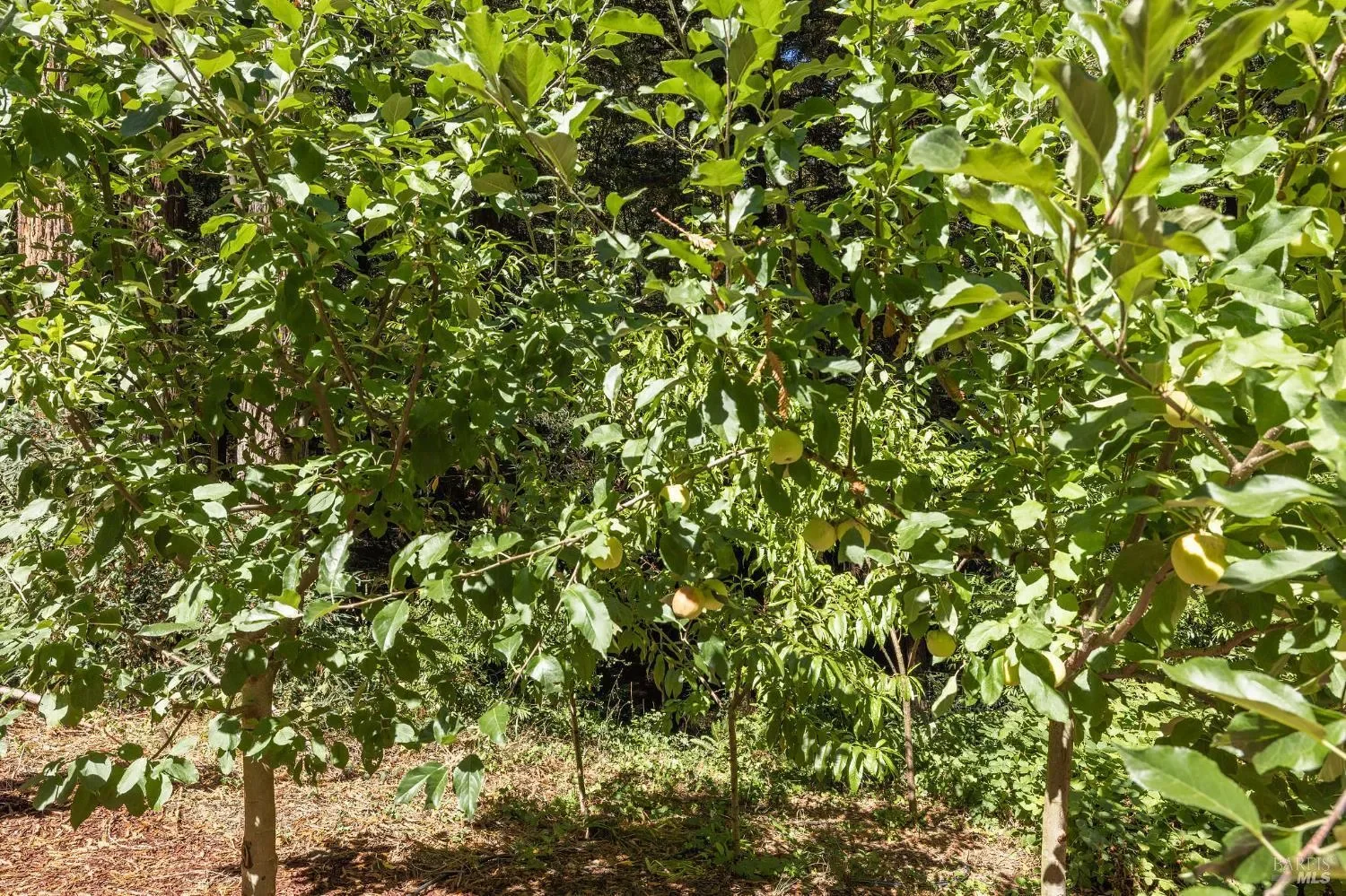 17970 Duncan Road, Guerneville, CA, 95446, USA, Guerneville, California, United States. - Photo 6