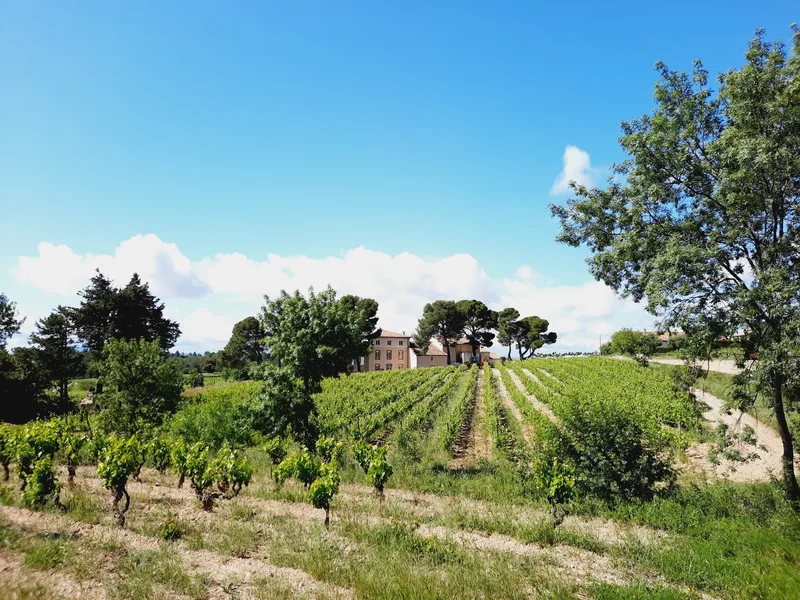 Wine Growing Property With A Renowned Languedoc Cru
