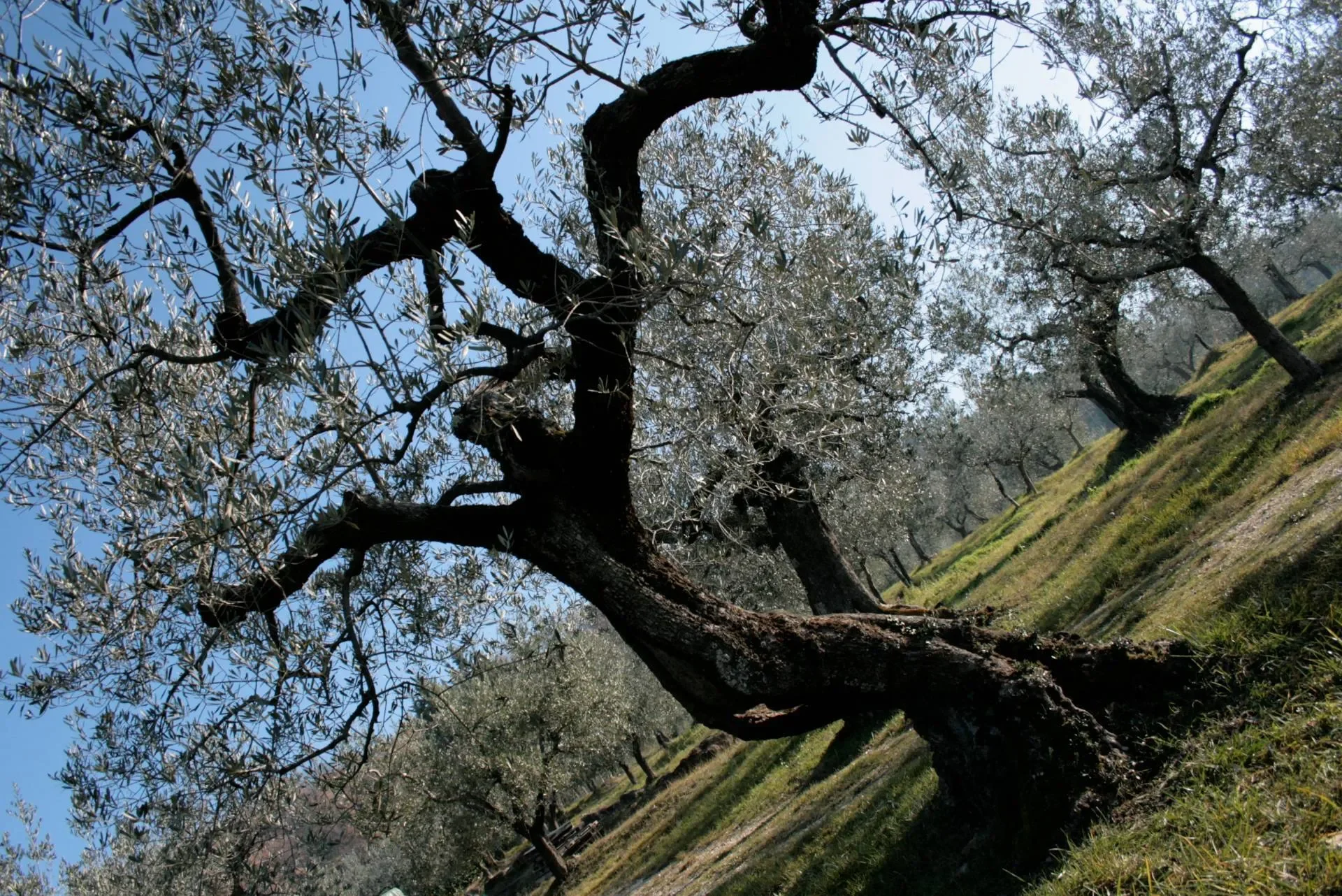 Assisi, San Damiano, Umbria, Italy. - Photo 51