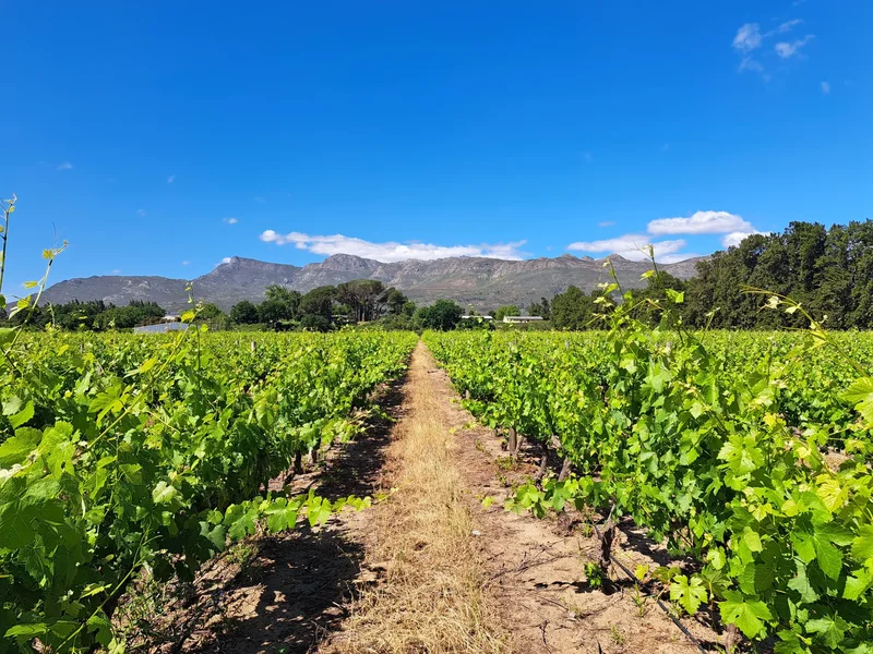 Paarl, Western Cape, South Africa. - Photo 15