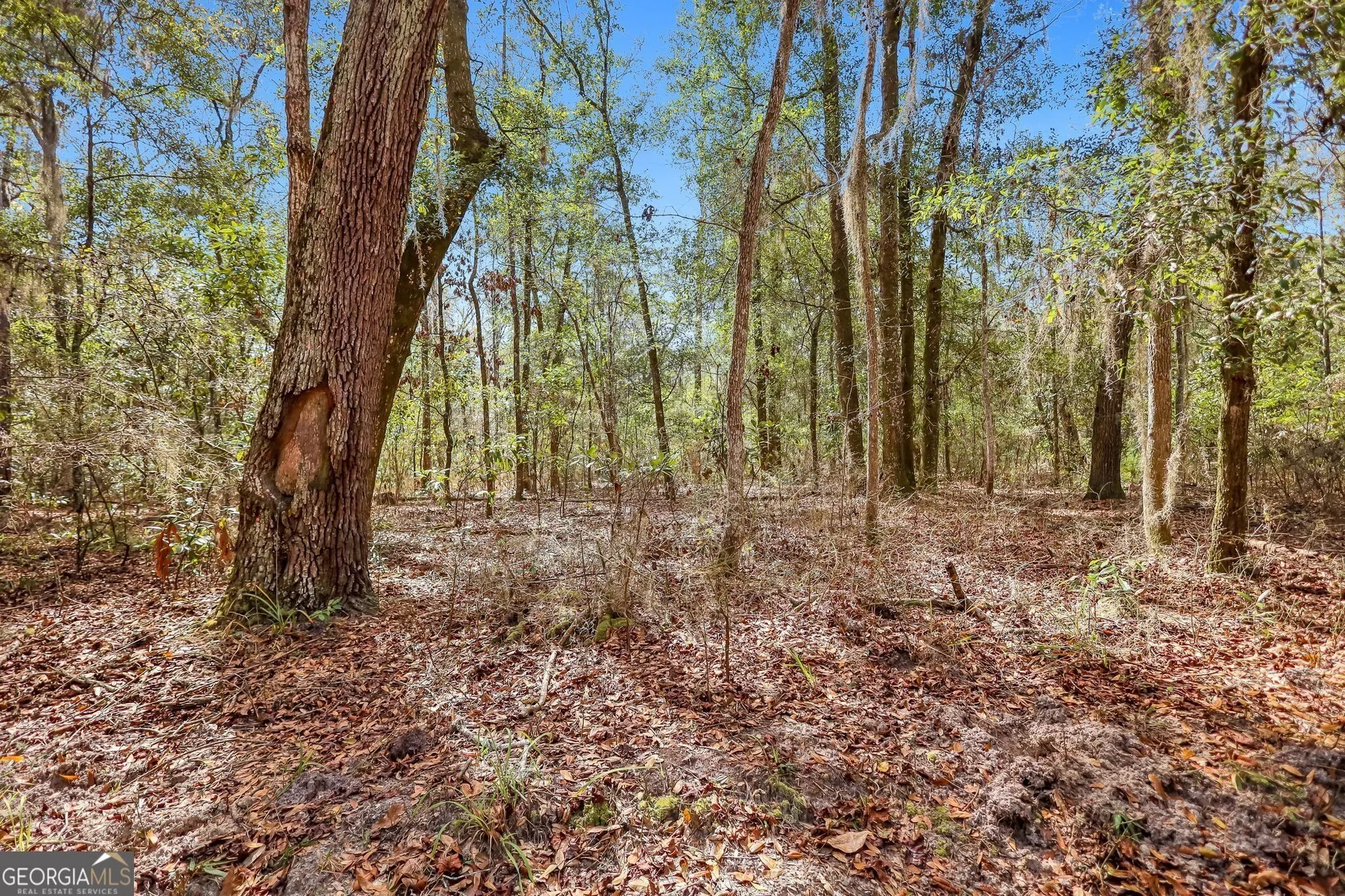 0 Drizzle Bluff Road, Woodbine, GA 31569, Woodbine, Georgia, United States. - Photo 7