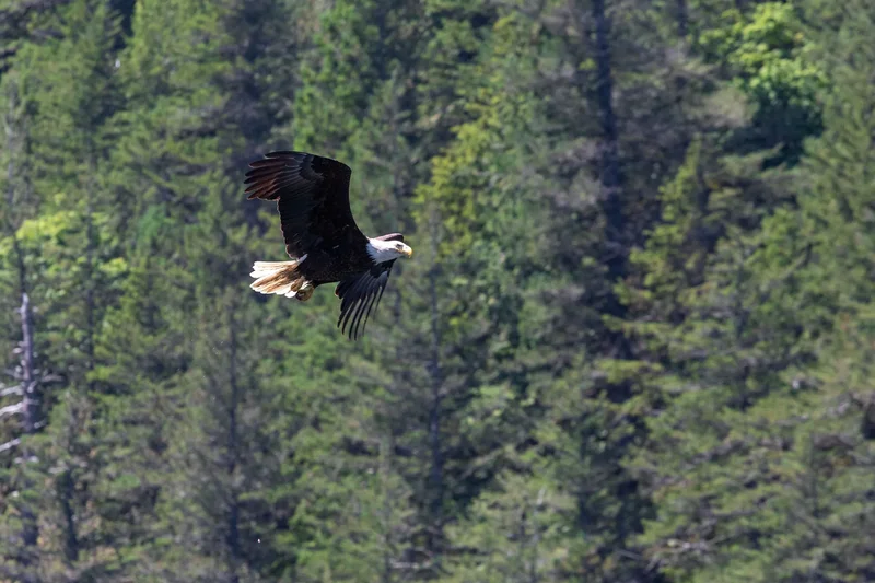 Butedale, Princess Royal Island, Butedale, British Columbia, Canada. - Photo 16