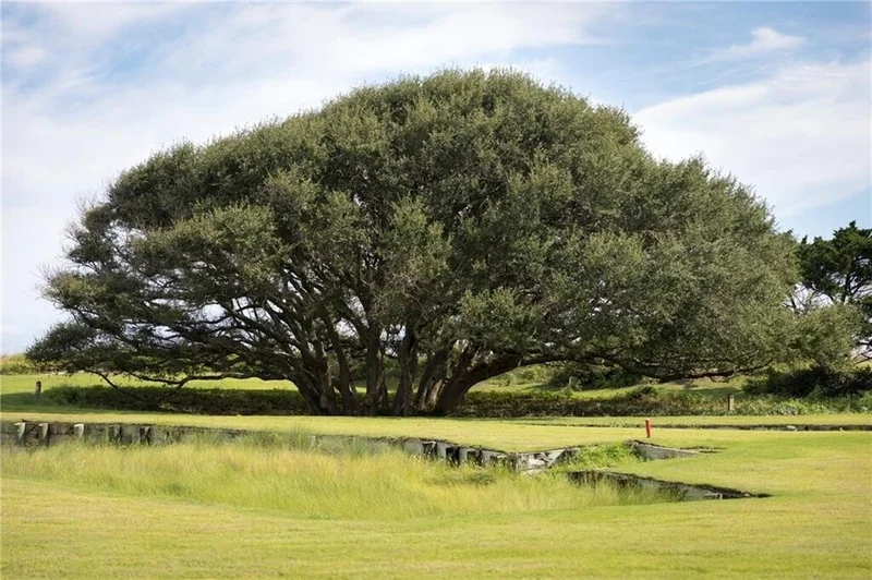 0 Sea Island Drive, SEA ISLAND, GA, 31561, USA, Sea Island, Georgia, United States. - Photo 4