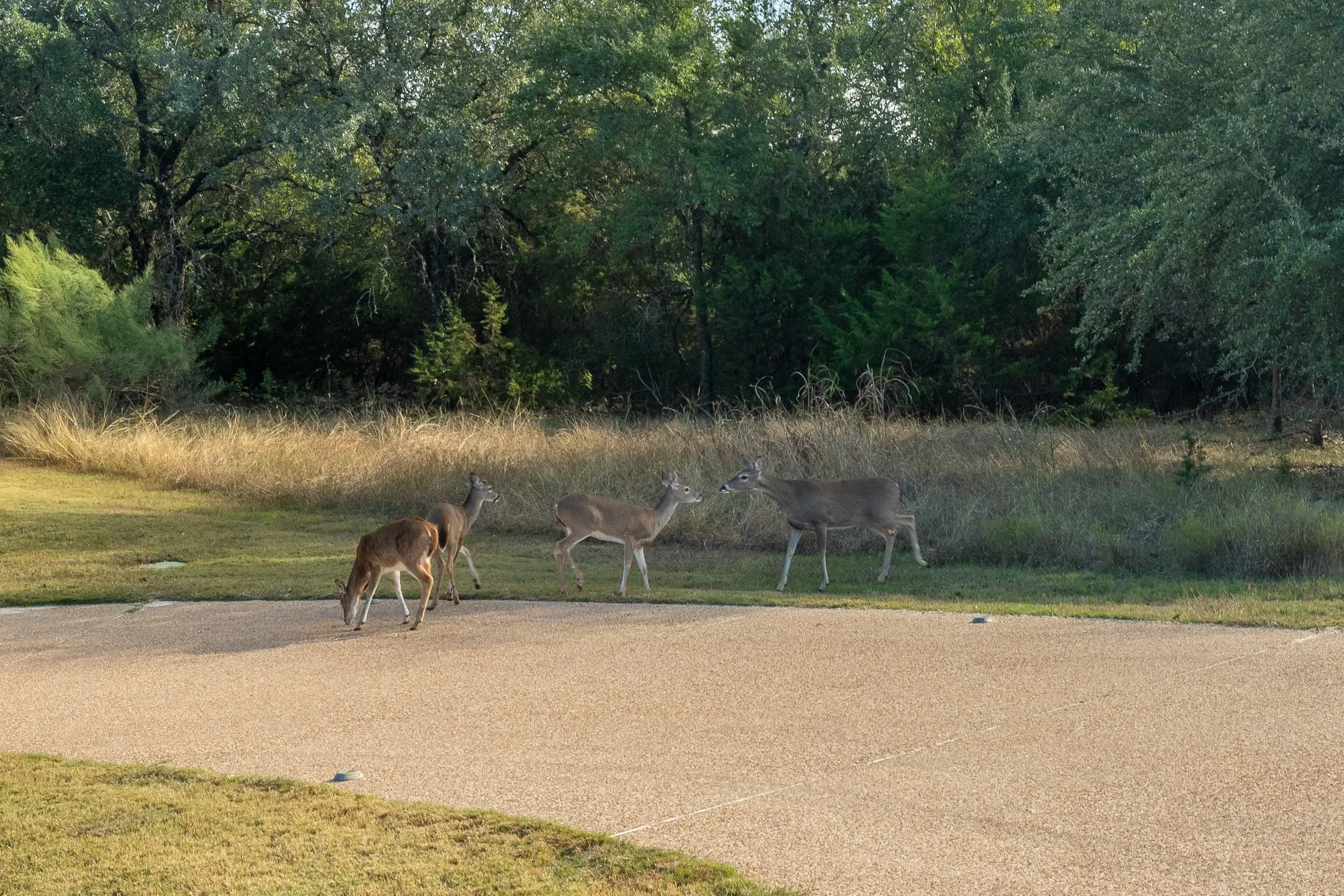 19069 Lakeview Court , Whitney, TX 76692, Whitney, Texas, United States. - Photo 52