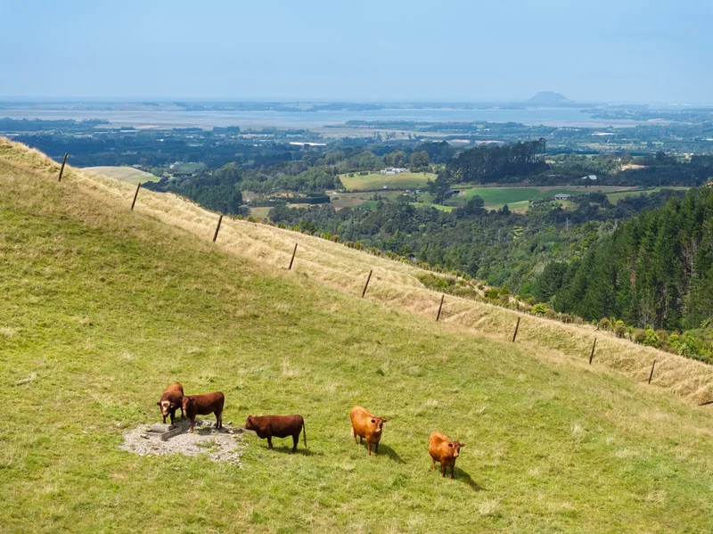526 Lund Road, Aongatete 3178, New Zealand, Aongatete, Bay of Plenty, New Zealand. - Photo 28