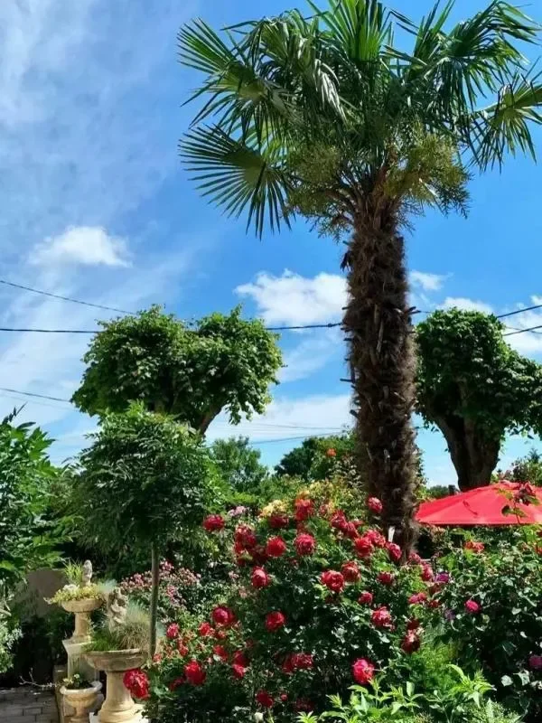 Baillet-en-France, Île-de-France, France. - Photo 5