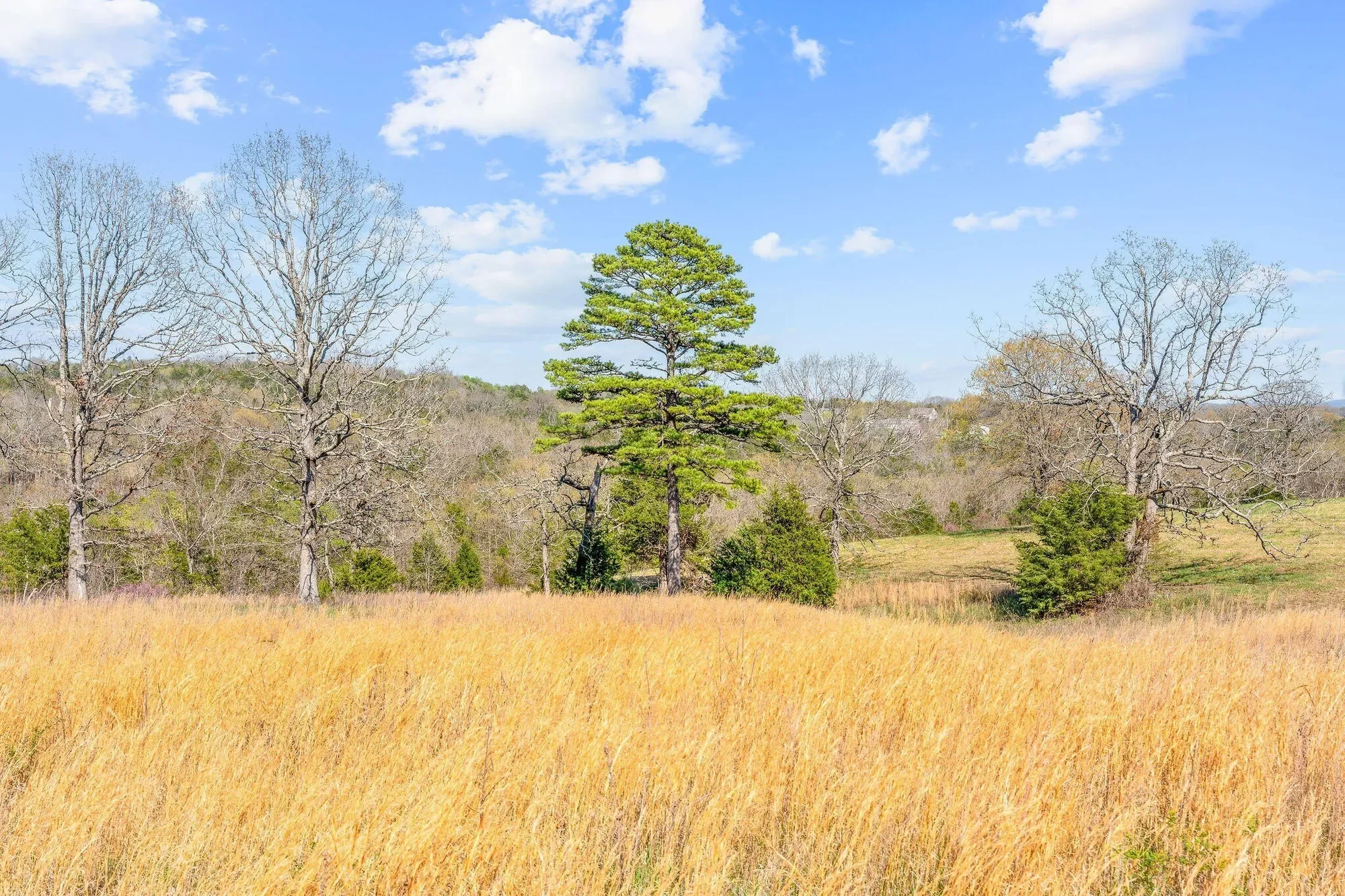 000 Tbd State Hwy J, Kirbyville, MO 65679, Kirbyville, Missouri, United States. - Photo 24