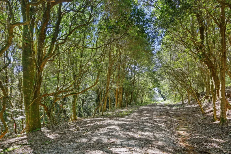 Springbrook