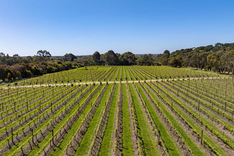 437 Stumpy Gully Road, Balnarring, VIC 3926, Balnarring, Victoria, Australia. - Photo 16