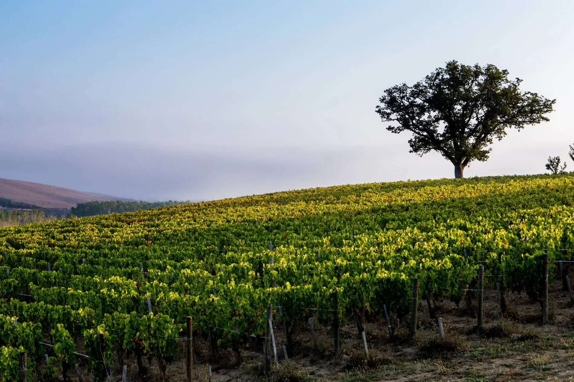 53024 Montalcino, Province of Siena, Italy, Castelnuovo dell’Abate, Tuscany, Italy. - Photo 33