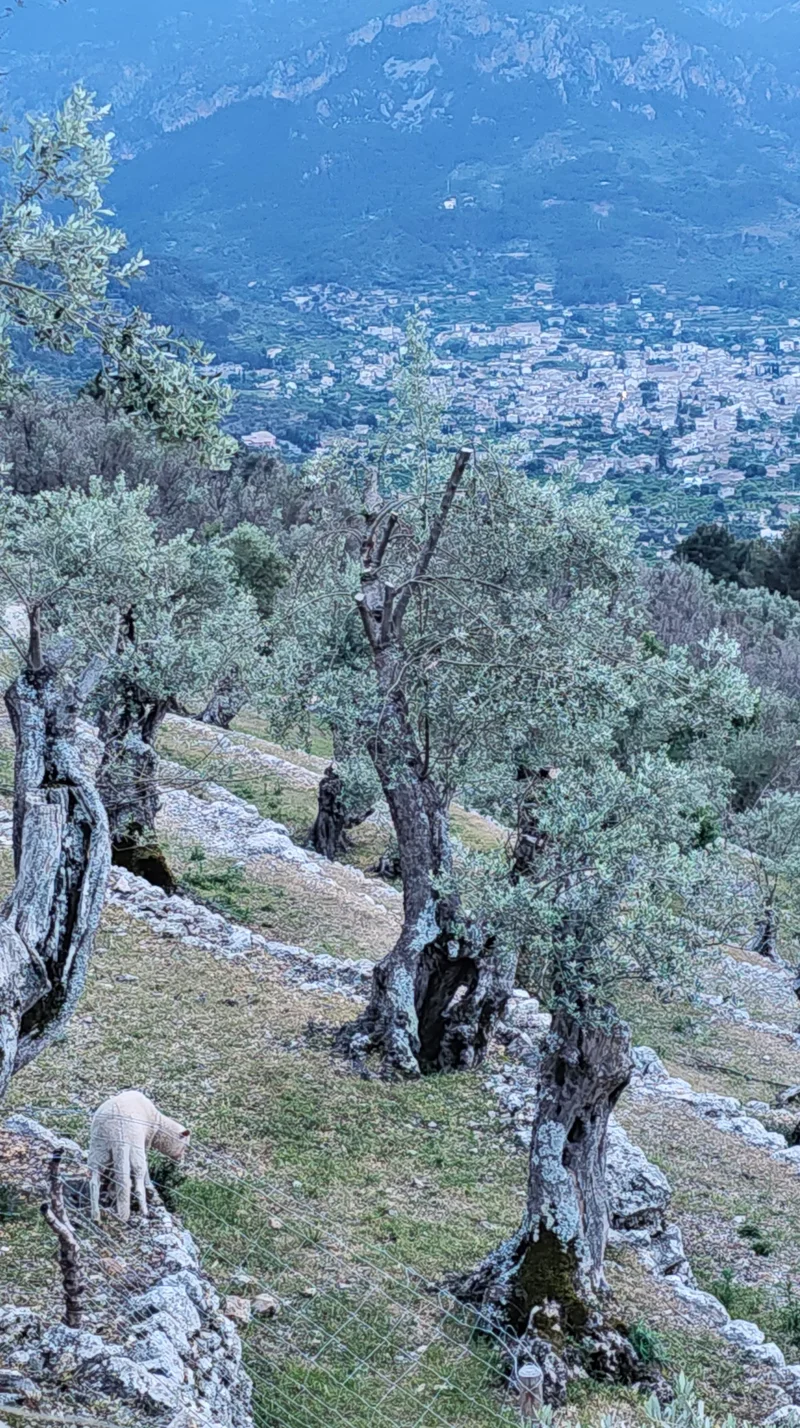 07109 Fornalutx, Balearic Islands, Spain, Fornalutx, Balearic Islands, Spain. - Photo 36