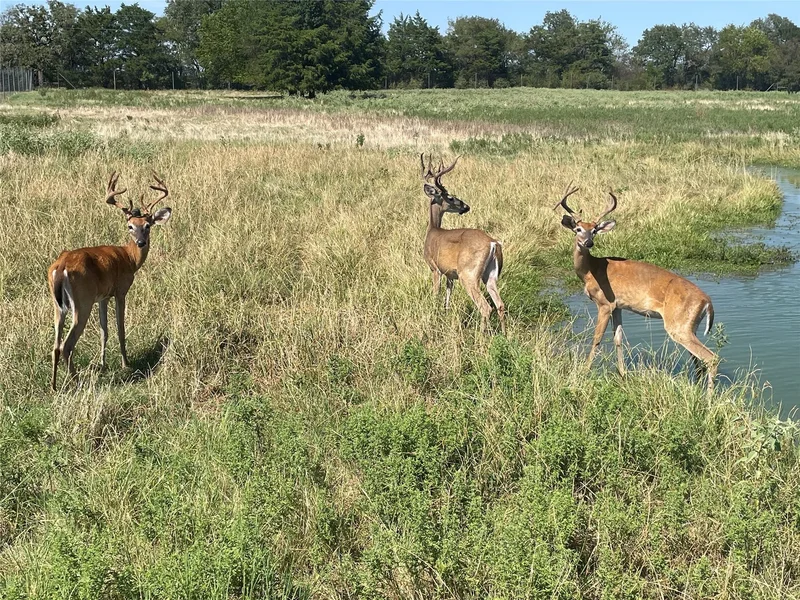 Tbd Fcr 920, Mexia, TX 76667, Teague, Texas, United States. - Photo 34