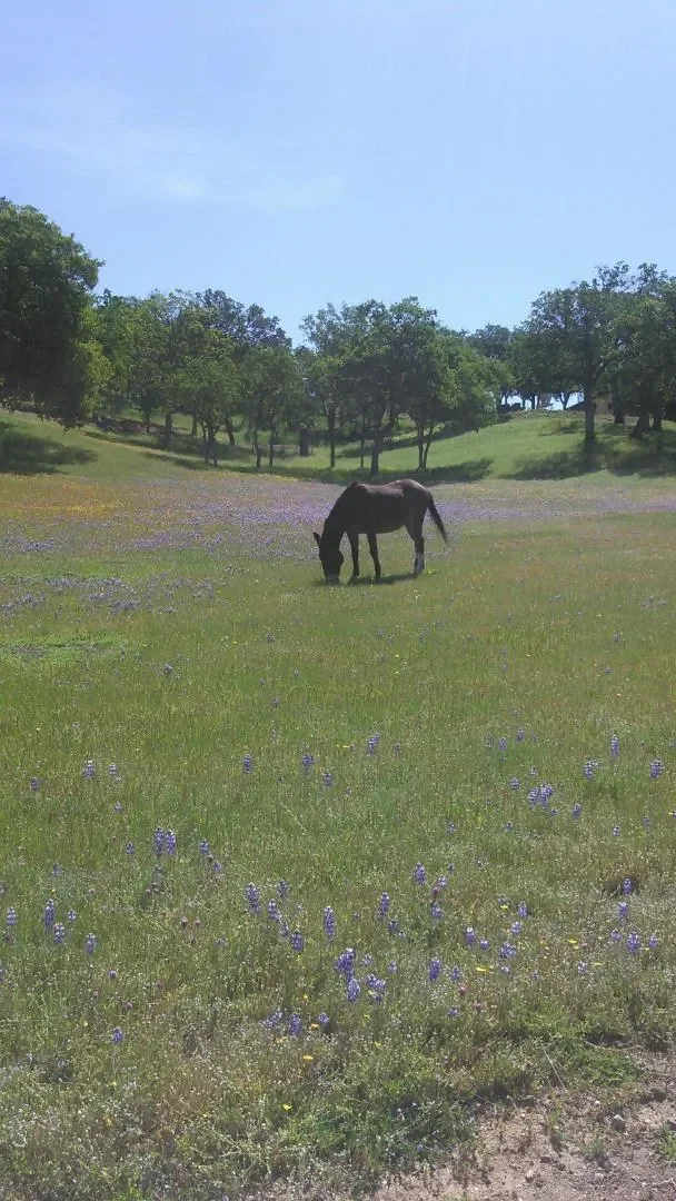 38483 Milpitas Road, Greenfield, California, United States. - Photo 40