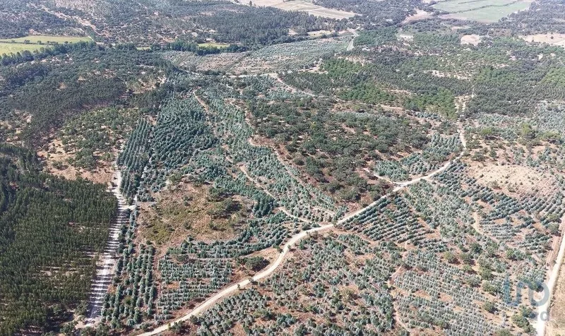 Alpiarça, Alpiarça, Santarém, Alpiarça, Alpiarca, Santarem District, Portugal. - Photo 2