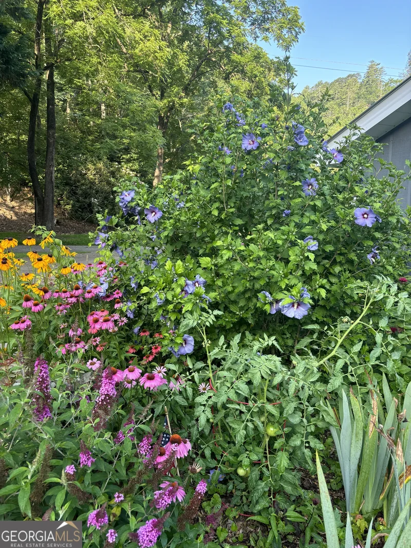 Hiawassee, Georgia, United States. - Photo 21