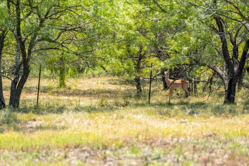 Lot 2 Mariposa Drive, Fredericksburg, Texas, United States. - Photo 2