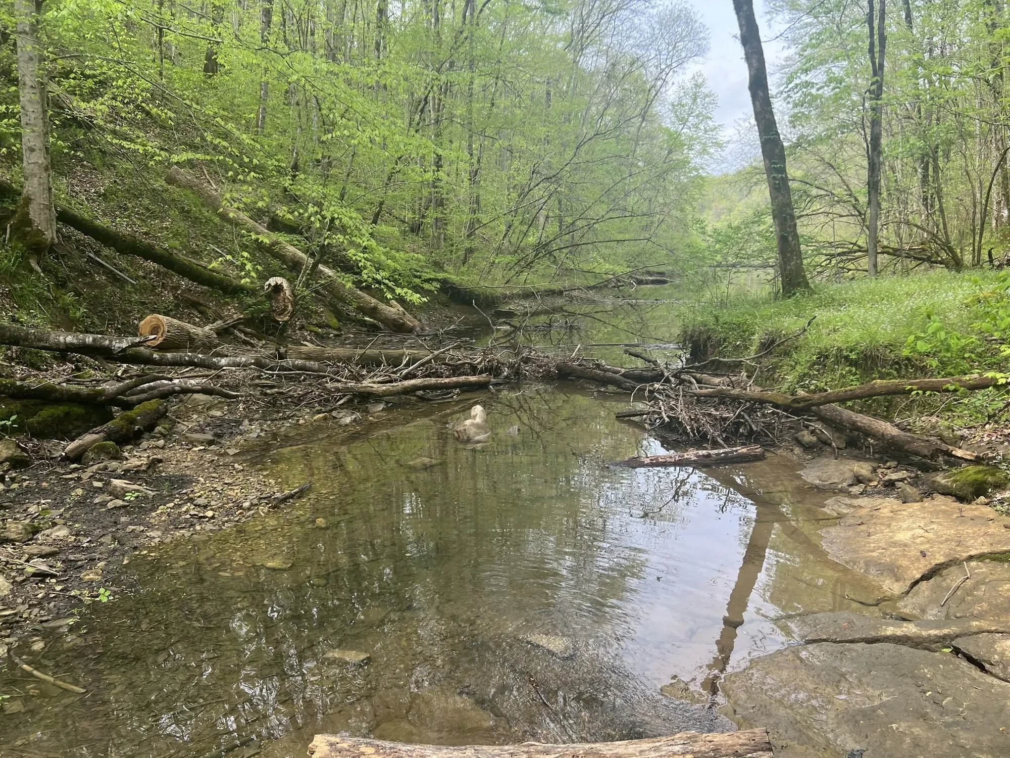 0 Huff Hollow Rd , Granville, TN 38564, Granville, Tennessee, United States. - Photo 13