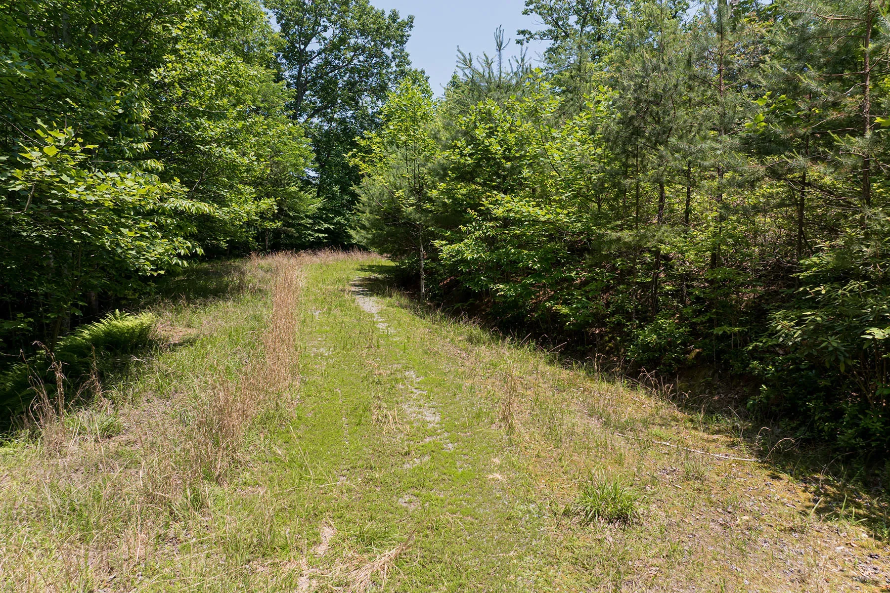 1000 Sutton Creek Road, Pisgah Forest, NC 28768, Mills River, North Carolina, United States. - Photo 30