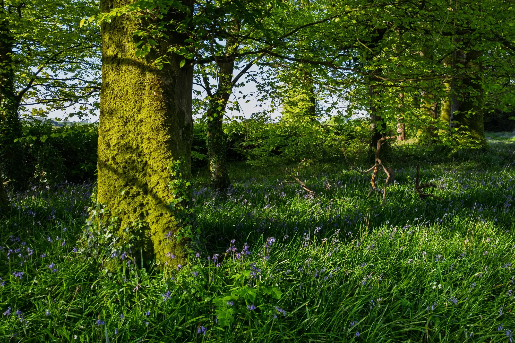 Bandon, Co. Cork, Ireland, Bandon, County Cork, Ireland. - Photo 15