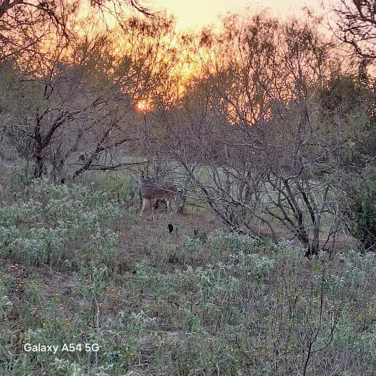 326 The Forest RD, Dale, Texas, United States. - Photo 33