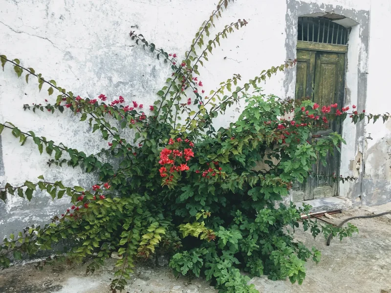 Serpa (Salvador e Santa Maria), Beja District, Portugal. - Photo 28