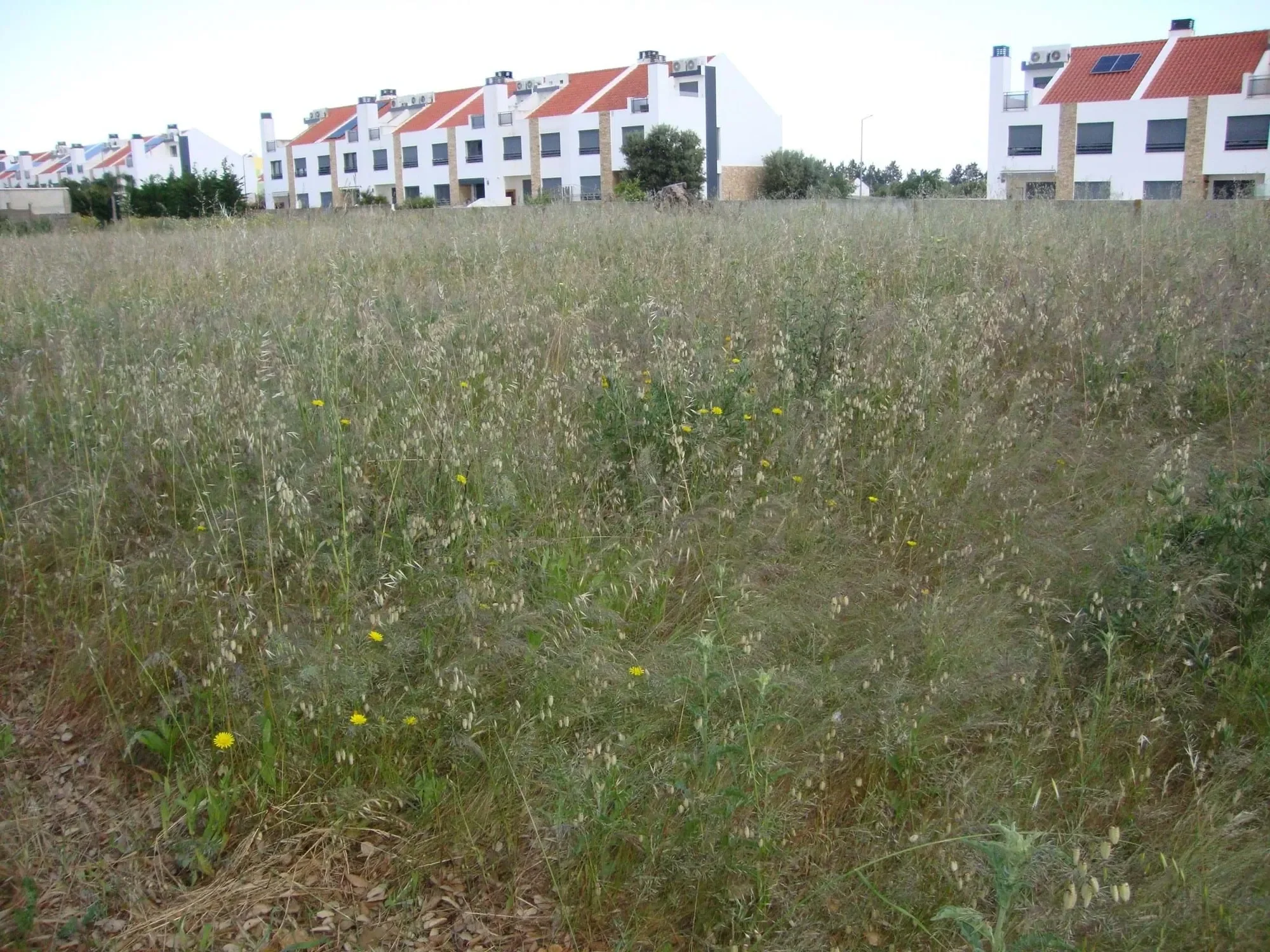 Setúbal, Alcochete, Setubal, Portugal. - Photo 28