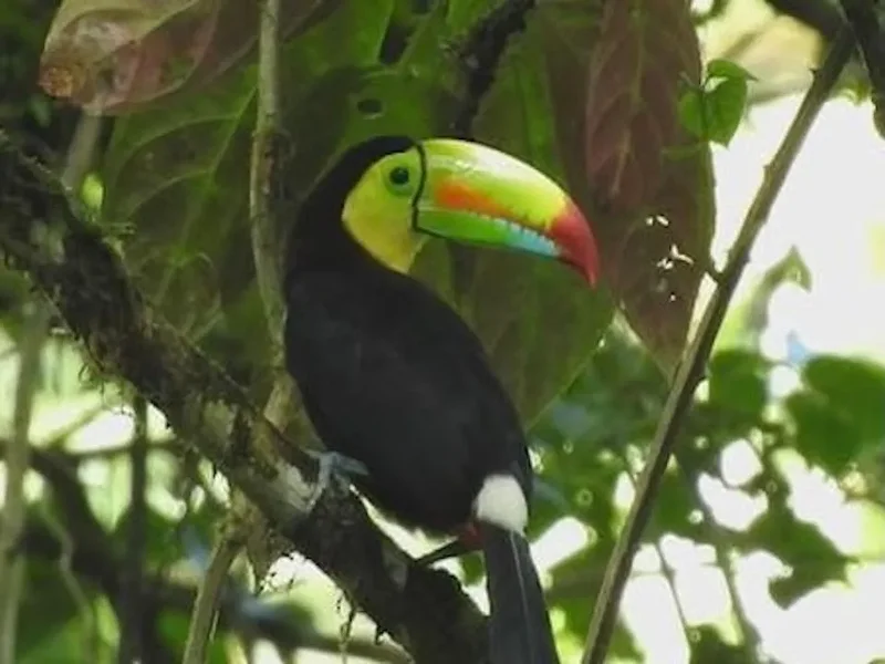 Mata Ahogado, Provincia de Panamá Oeste, Panama. - Photo 6