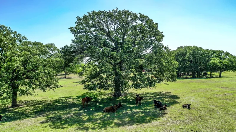 2660 County Road 482, De Leon, TX 76444, De Leon, Texas, United States. - Photo 8