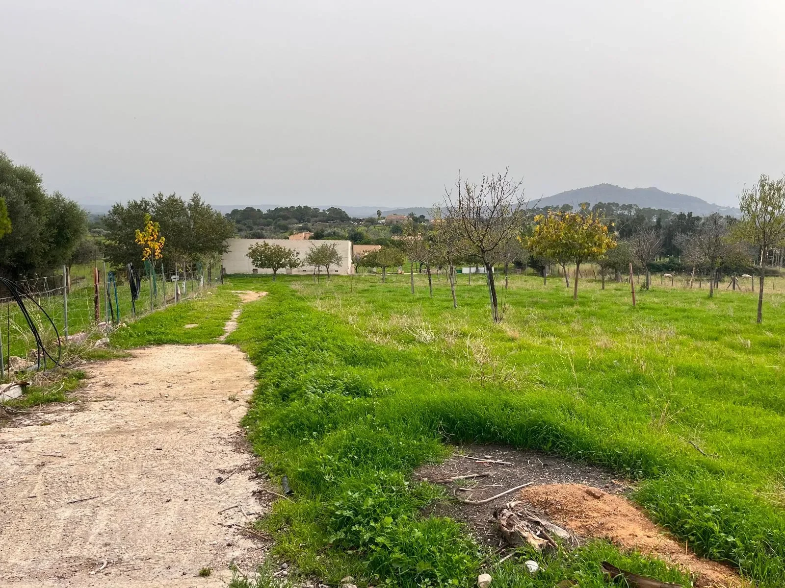 Moscari, Baleares, Moscari, Selva, Balearic Islands, Spain. - Photo 16